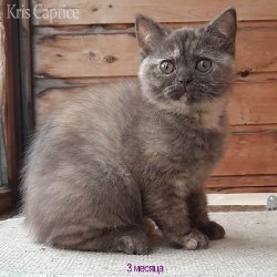 Вика