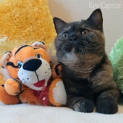 Вика