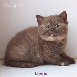 Вика