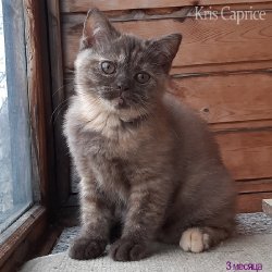 Вика