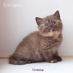 Вика