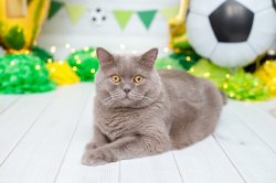 Наши выпускники