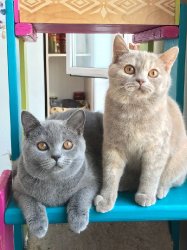 кошечки