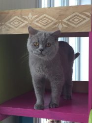 кошки дома