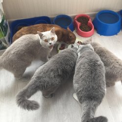 кошки дома