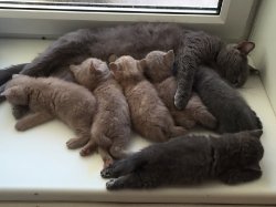 будни котят