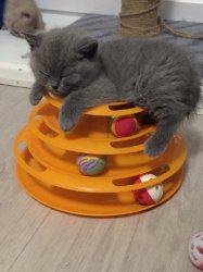 будни котят