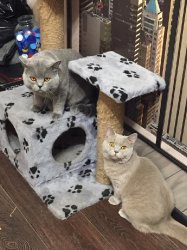 кошки дома