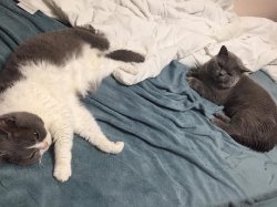 кошки дома