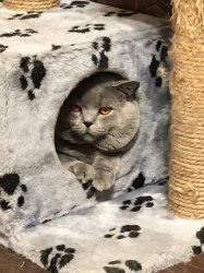 кошки дома