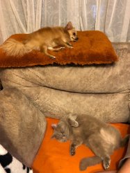кошки дома