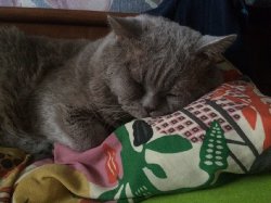 кошки дома