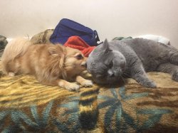 кошки дома