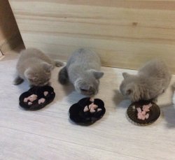 кошки дома