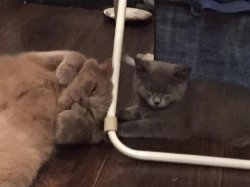 кошки дома