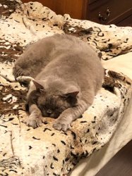 кошки дома