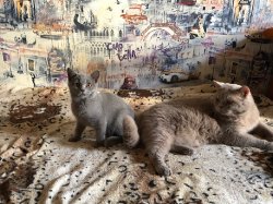 кошки дома