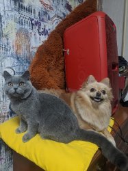 Наши питомцы