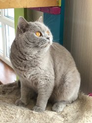 кошечки дома