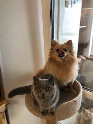 кошечки дома