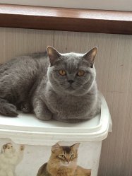 кошечки дома