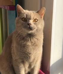 кошечки дома