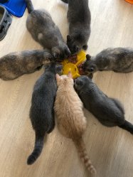кошечки дома