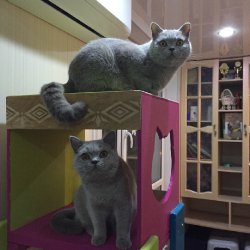 будни наших кошечек