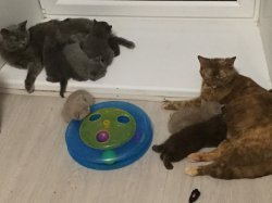 будни наших кошечек