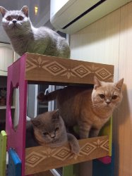 будни наших кошечек