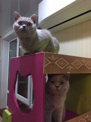 будни наших кошечек