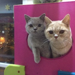 будни наших кошечек