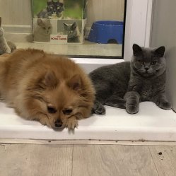 наши кошки дома