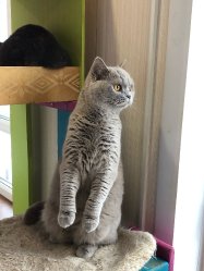 наши кошки дома