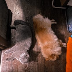 наши кошки дома