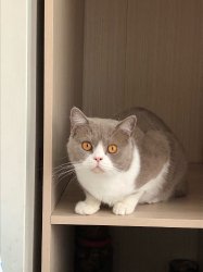 наши кошки дома