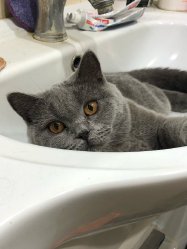 наши кошки дома