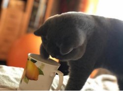 наши кошки дома