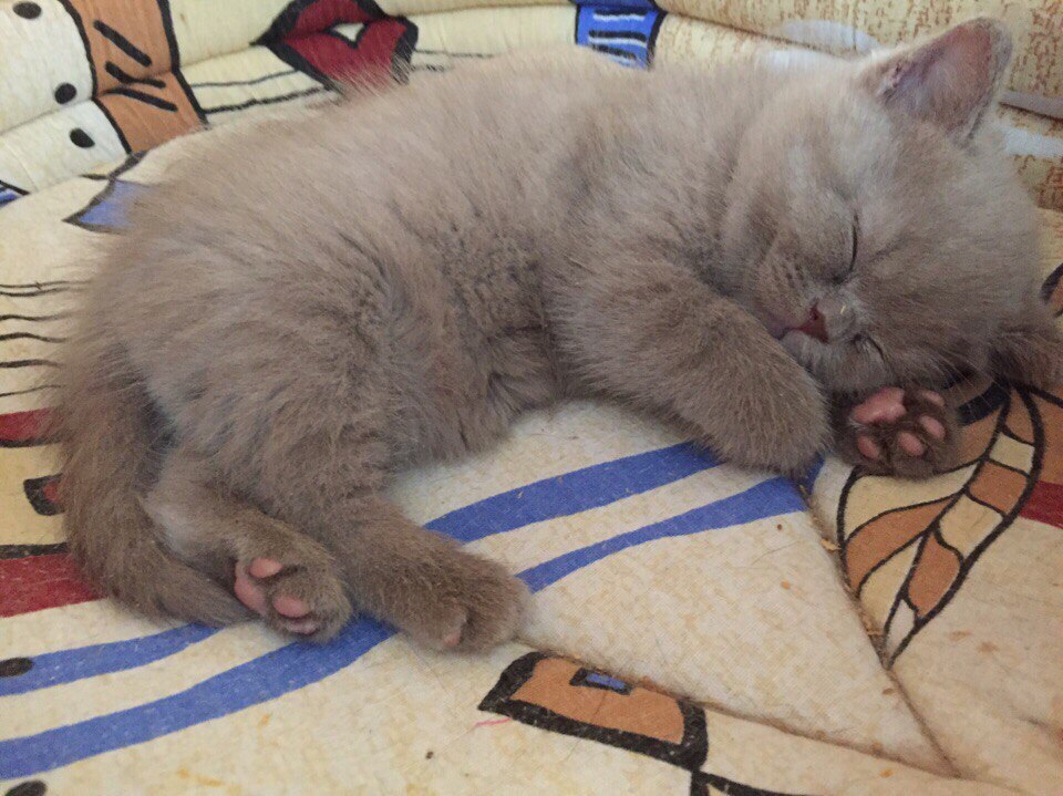 l tEzAO9A34