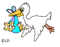 storch-4