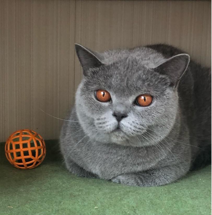 таисия